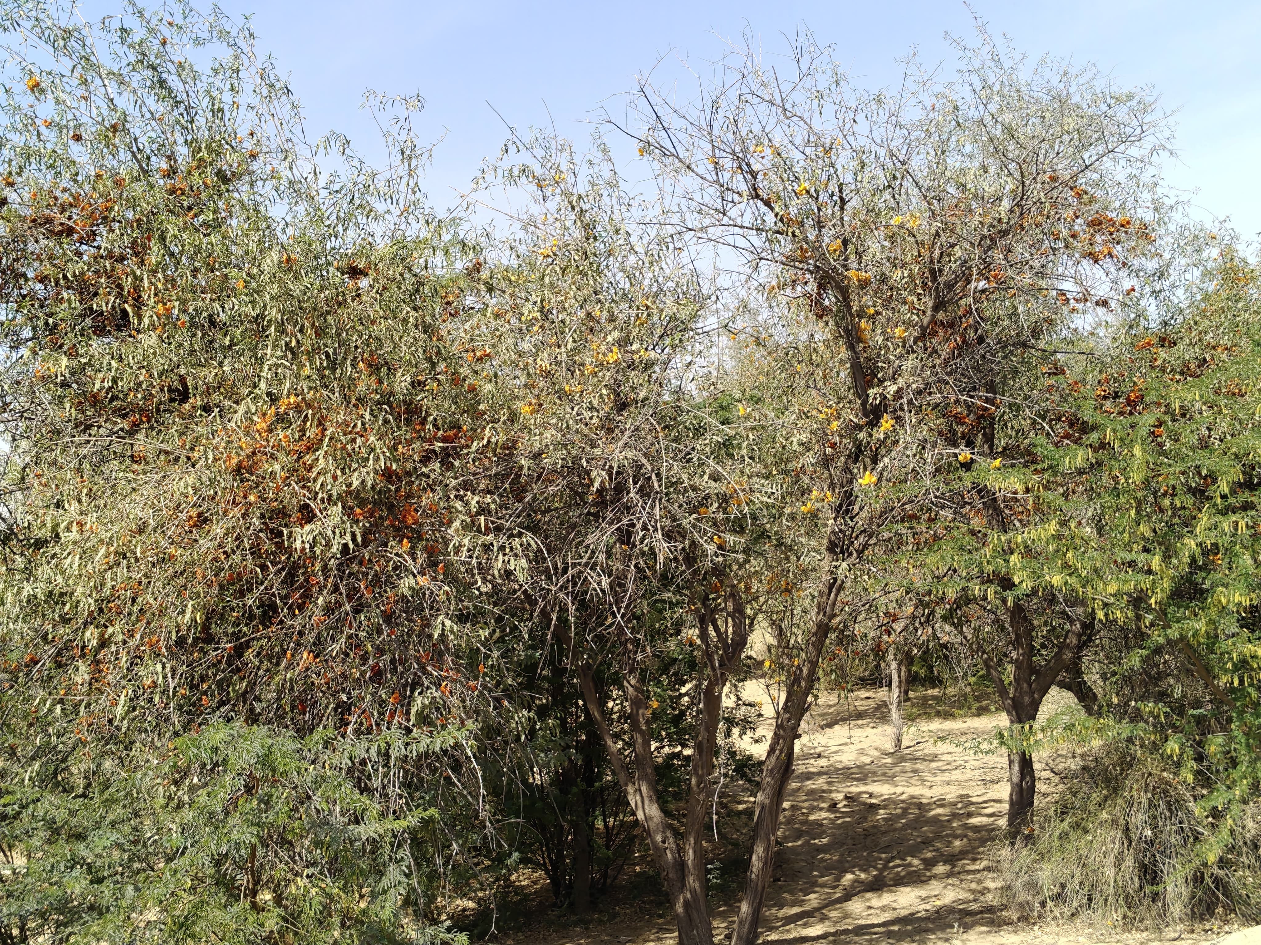 Compensatory Afforestation